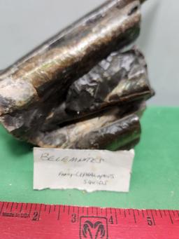 Belemnites - Family-Cephalopods squids