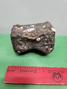 Fossil Vertebra Dolphin/Whale Miocene Age Approx 10 to 20 million years old Charleston, S.C.