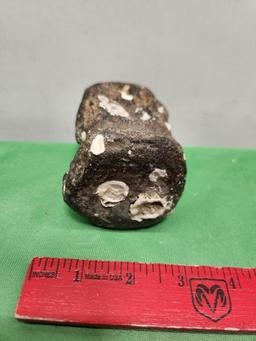 Fossil Vertebra Dolphin/Whale Miocene Age Approx 10 to 20 million years old Charleston, S.C.