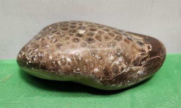 Petoskey Stone - A Petrified Coral Fossil