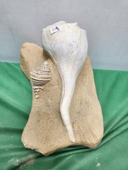 Fossilized sea shell
