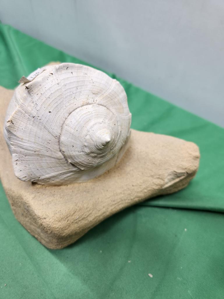 Fossilized sea shell