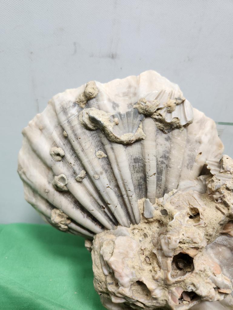 Fossilized shells - see picture