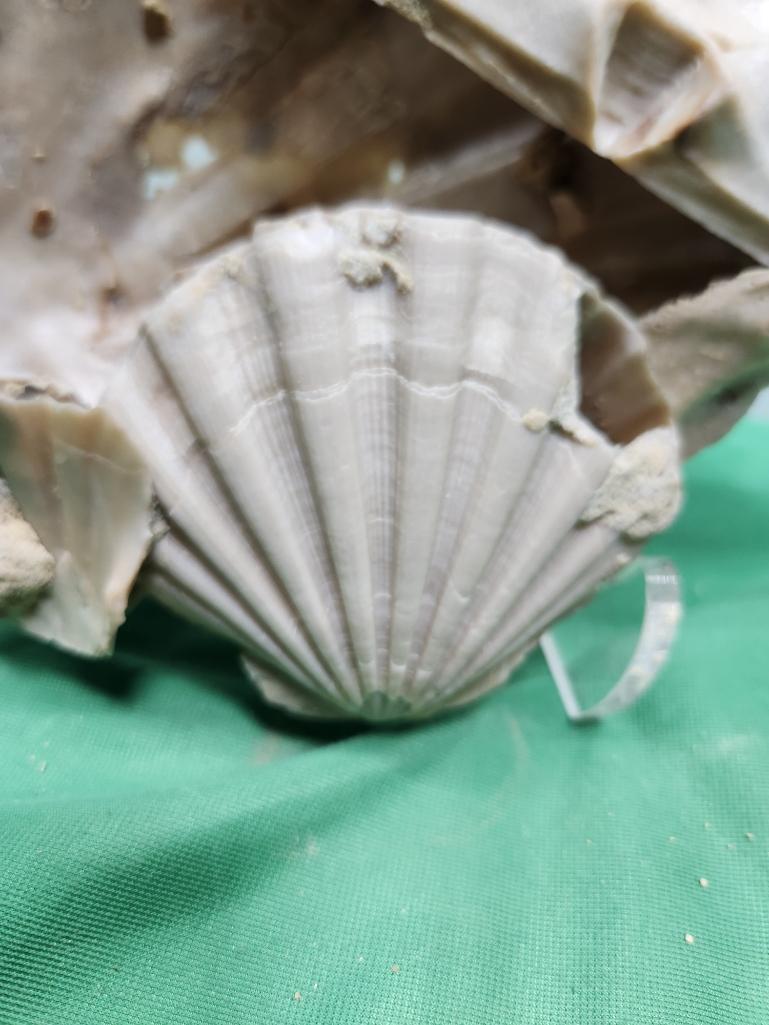 Fossilized shells - see picture