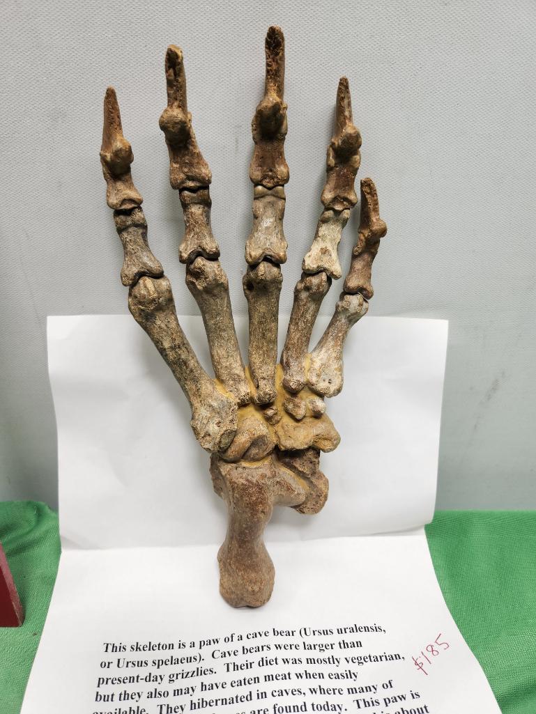 Skeleton paw of a cave bear