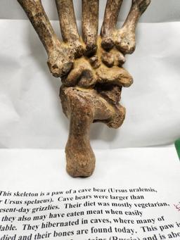 Skeleton paw of a cave bear