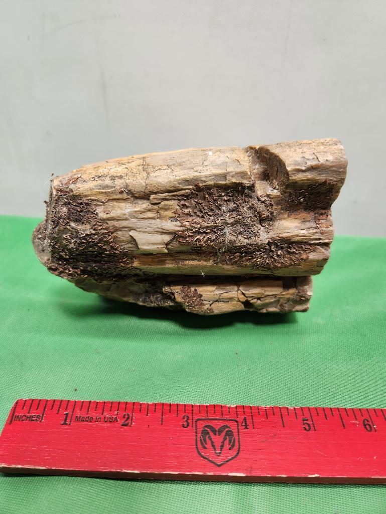 Petrified wood