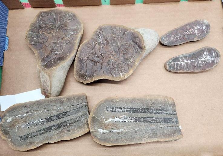Pair of fossil leaf, Ledidostrophyllom - see pictures - six total pieces