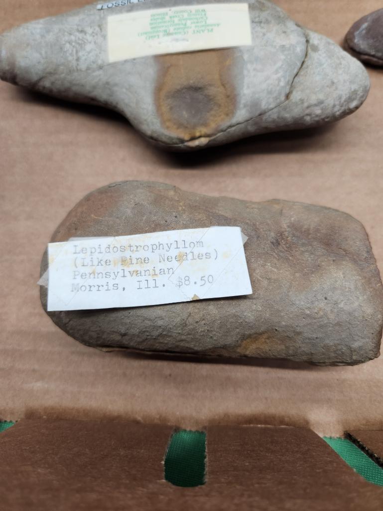 Pair of fossil leaf, Ledidostrophyllom - see pictures - six total pieces