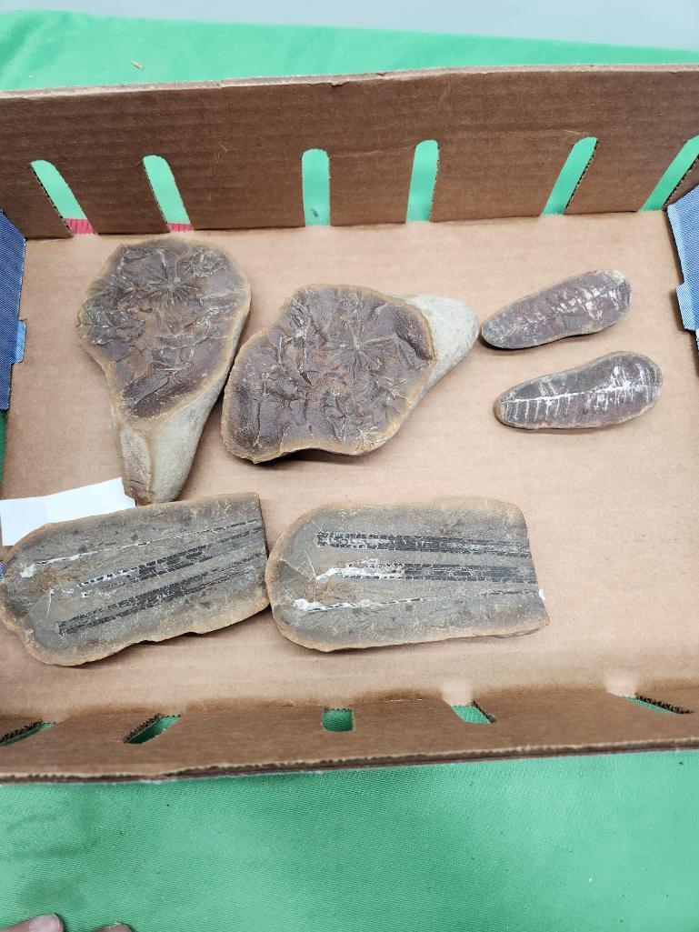 Pair of fossil leaf, Ledidostrophyllom - see pictures - six total pieces