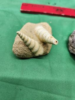 Three fossils - see picture - one is a cyclonema bilix