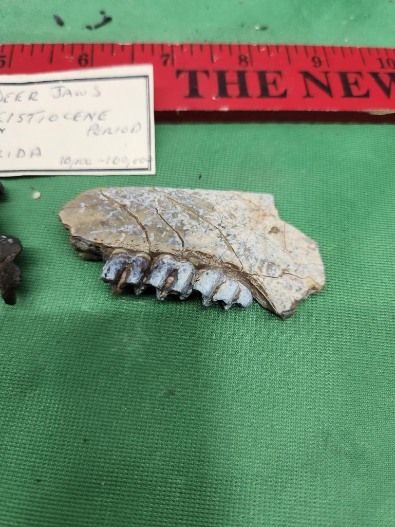 Two fossils of deer jaws, and a fossilized bone - see pictures