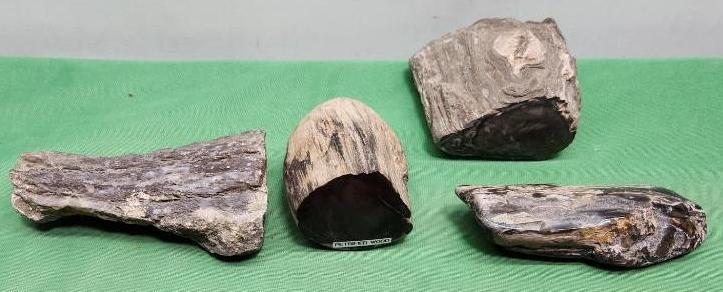 Four pieces of petrified wood