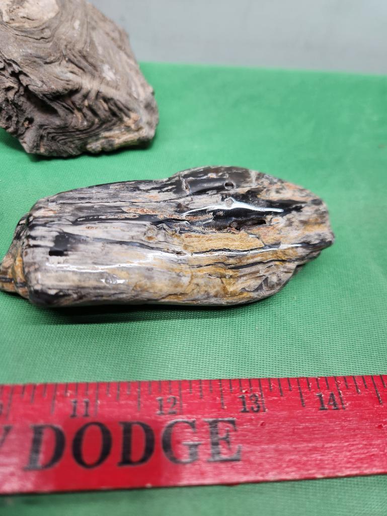 Four pieces of petrified wood