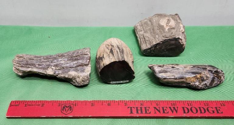 Four pieces of petrified wood