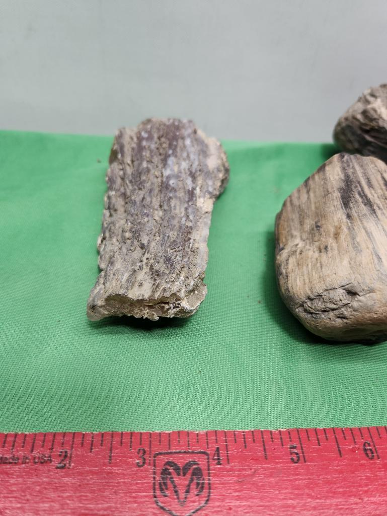 Four pieces of petrified wood