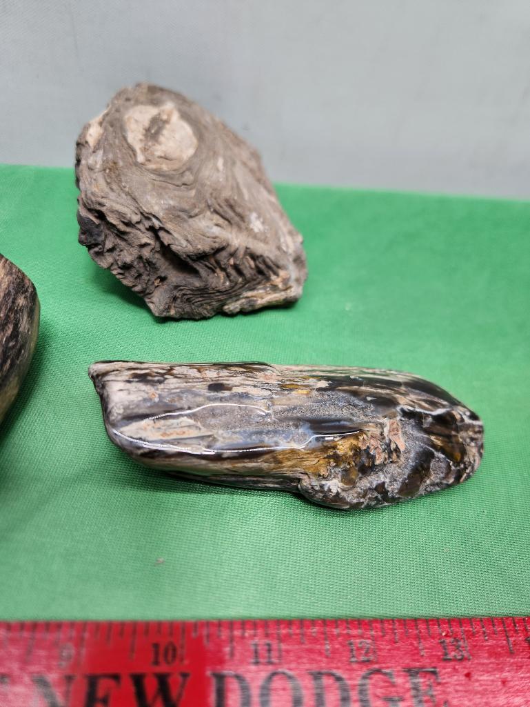 Four pieces of petrified wood