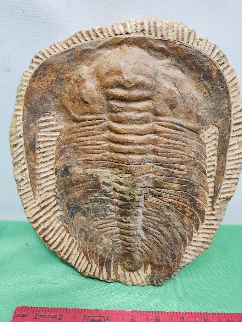 Gigantic Trilobite fossil