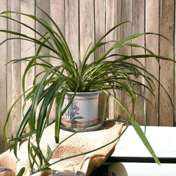 Large Mature Spider Plant, Great Healthy Plant, Will Produce Many More Plants!