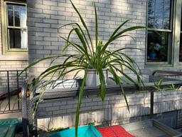 Large Mature Spider Plant, Great Healthy Plant, Will Produce Many More Plants!