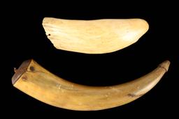 Powder Horn & Whale Tooth