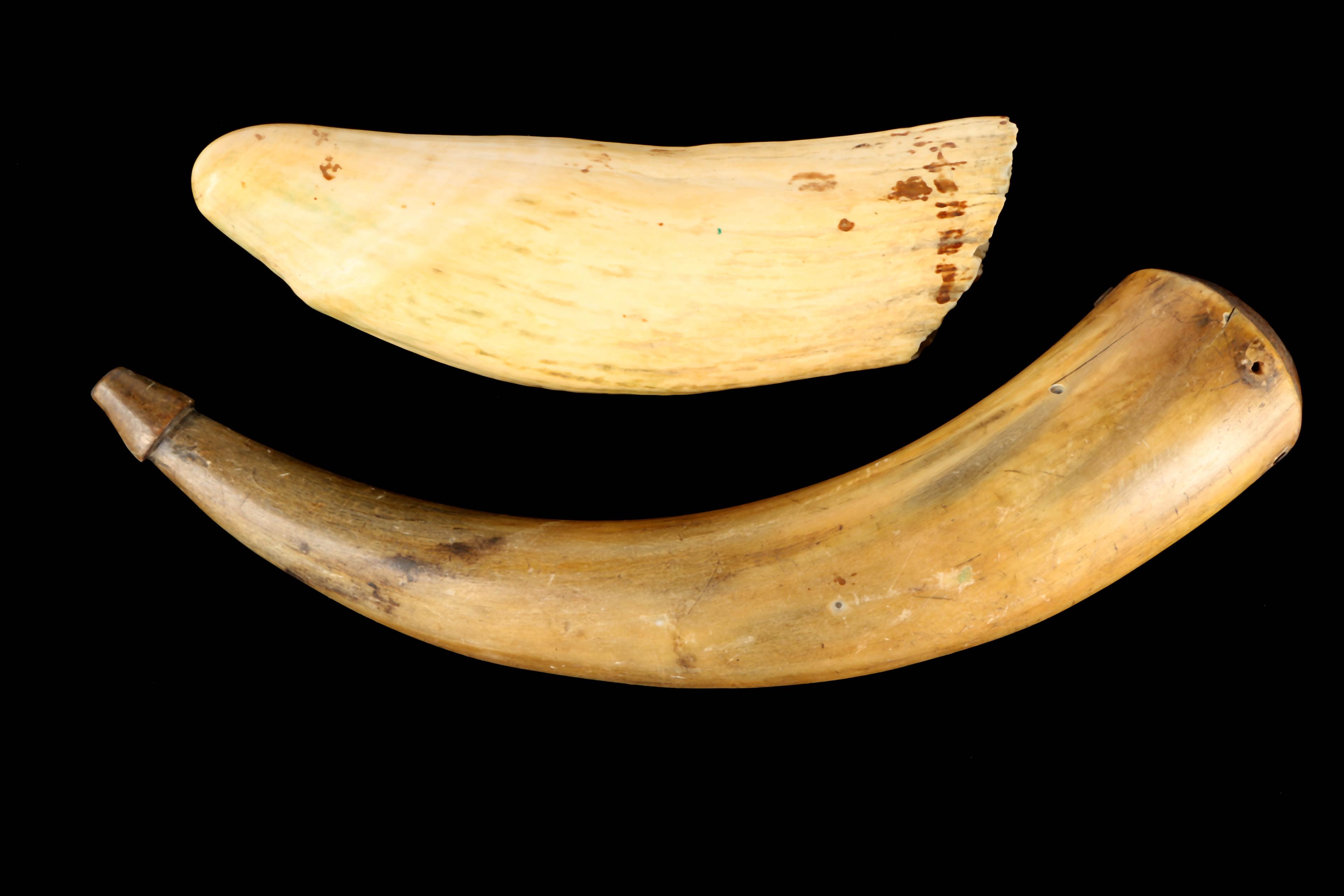 Powder Horn & Whale Tooth