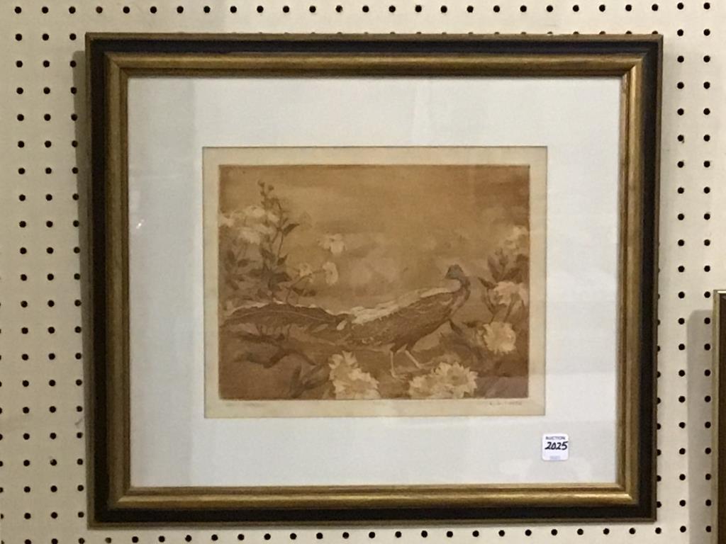 Framed Signed and Numbered Argus Pheasant