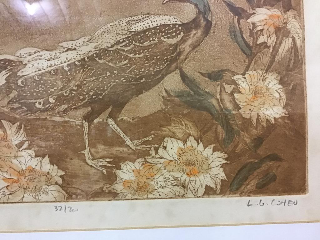 Framed Signed and Numbered Argus Pheasant