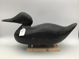 Black Duck Ohio