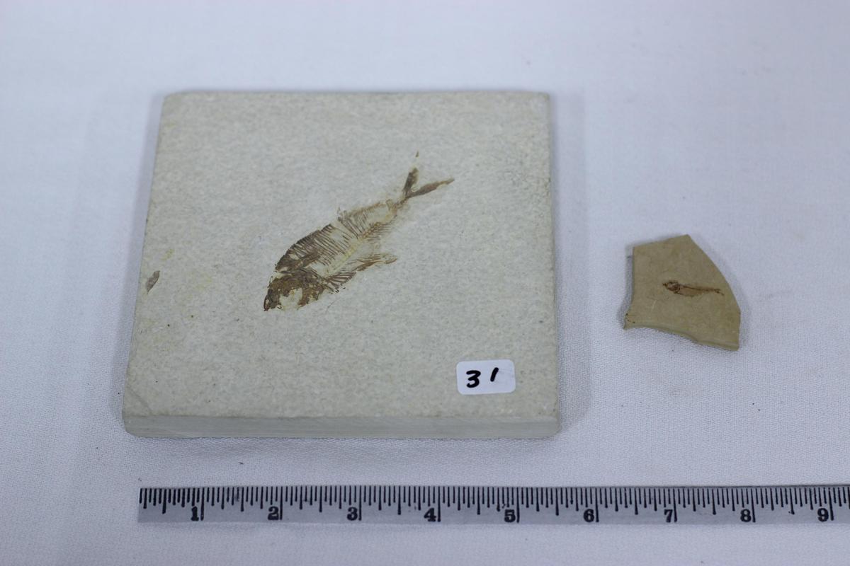 Fish Fossil