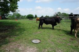 Cattle Herd, All One Money: Two (2) Bulls, Ten (10) Cows, Two (2) Calves. Cows are 3-5 years old