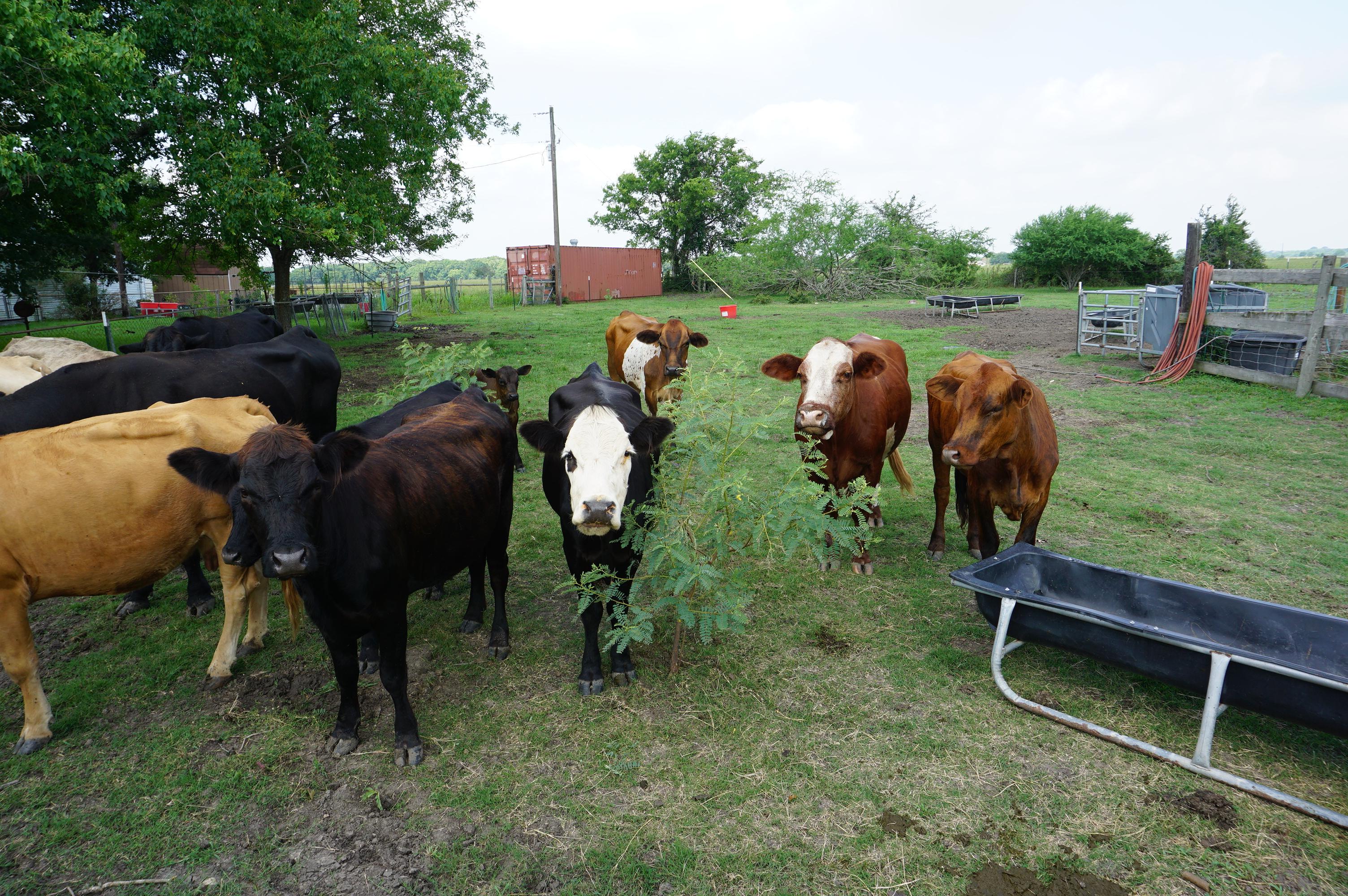 Cattle Herd, All One Money: Two (2) Bulls, Ten (10) Cows, Two (2) Calves. Cows are 3-5 years old