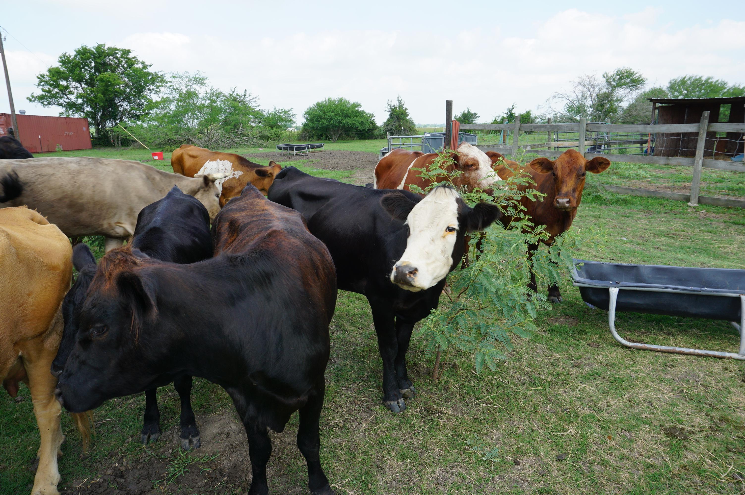 Cattle Herd, All One Money: Two (2) Bulls, Ten (10) Cows, Two (2) Calves. Cows are 3-5 years old