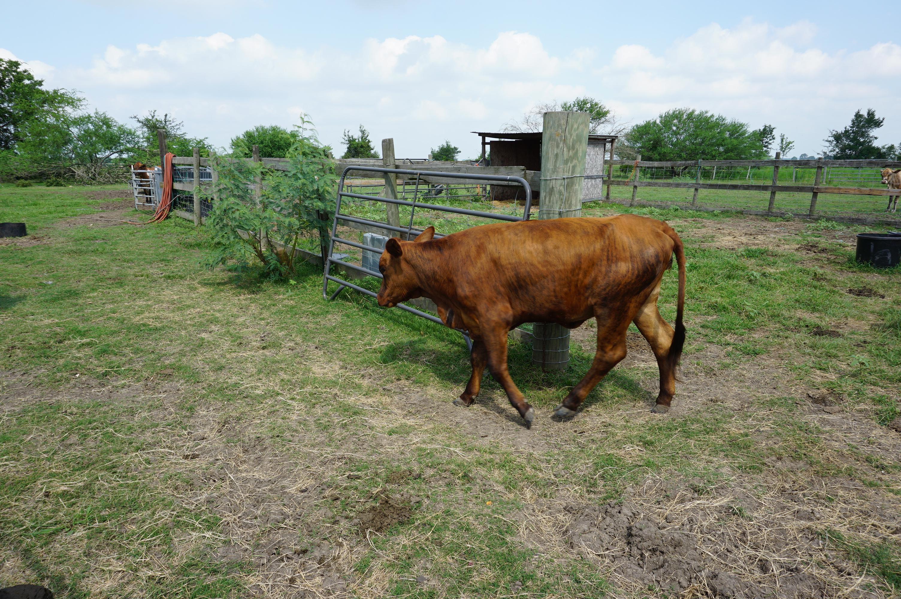 Cattle Herd, All One Money: Two (2) Bulls, Ten (10) Cows, Two (2) Calves. Cows are 3-5 years old