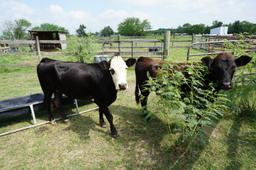 Cattle Herd, All One Money: Two (2) Bulls, Ten (10) Cows, Two (2) Calves. Cows are 3-5 years old