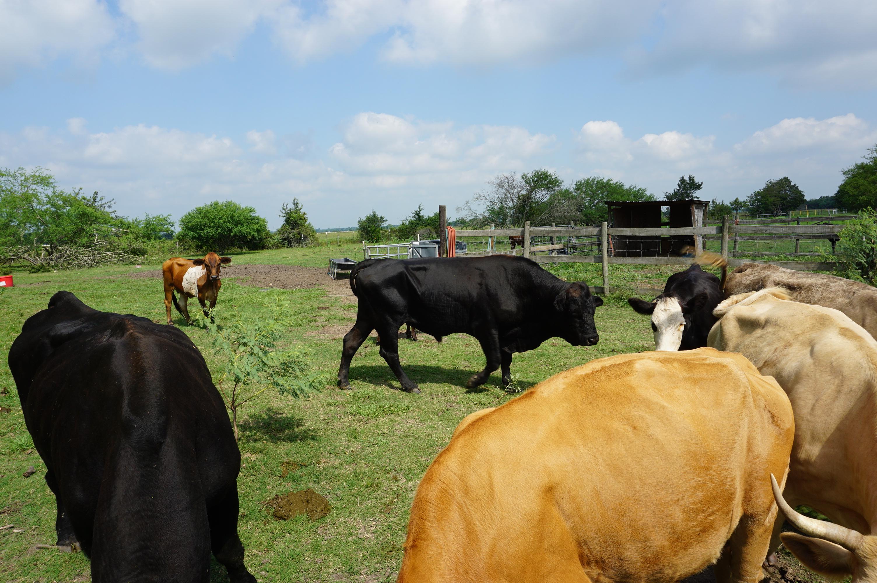 Cattle Herd, All One Money: Two (2) Bulls, Ten (10) Cows, Two (2) Calves. Cows are 3-5 years old