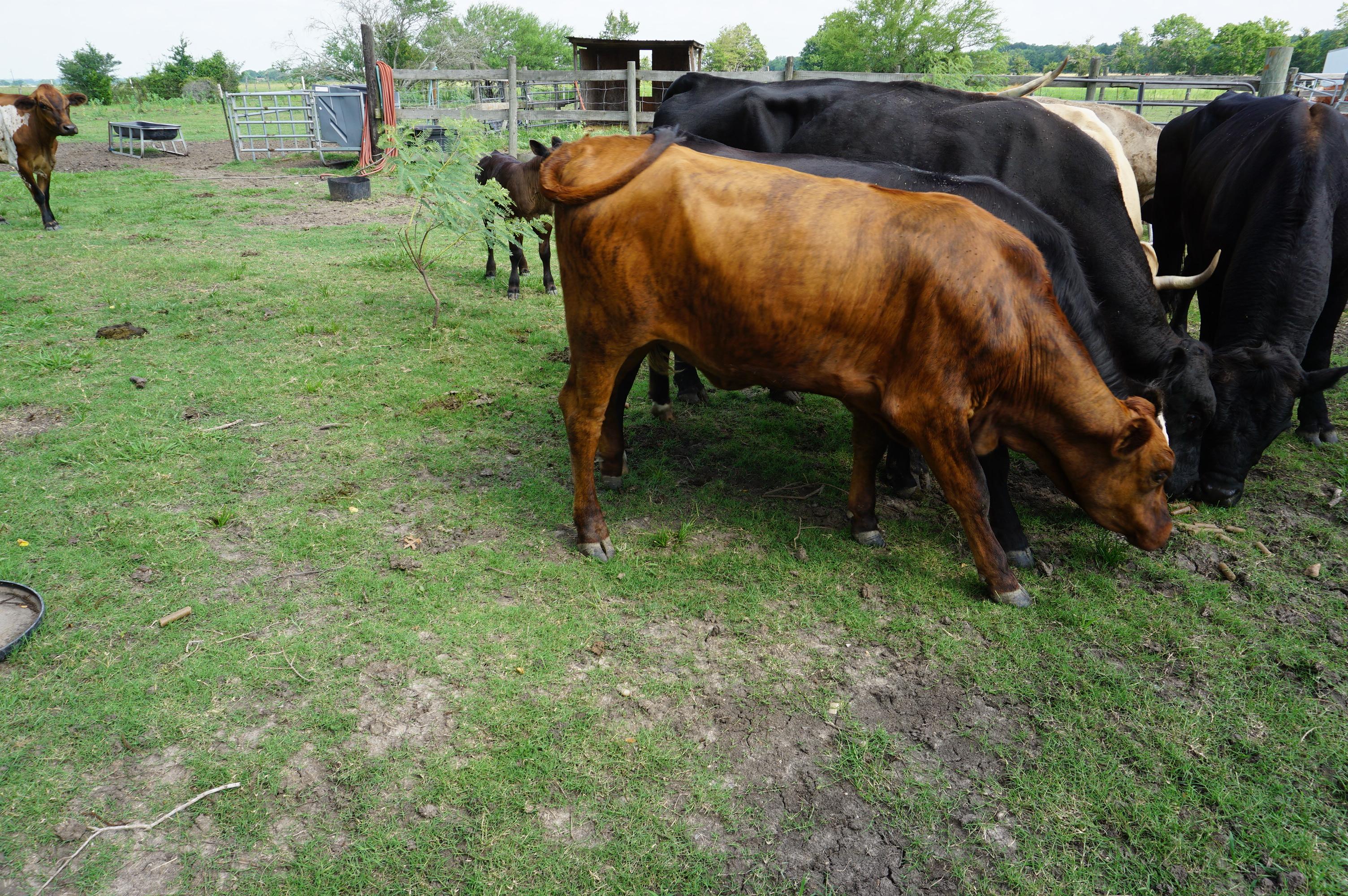 Cattle Herd, All One Money: Two (2) Bulls, Ten (10) Cows, Two (2) Calves. Cows are 3-5 years old