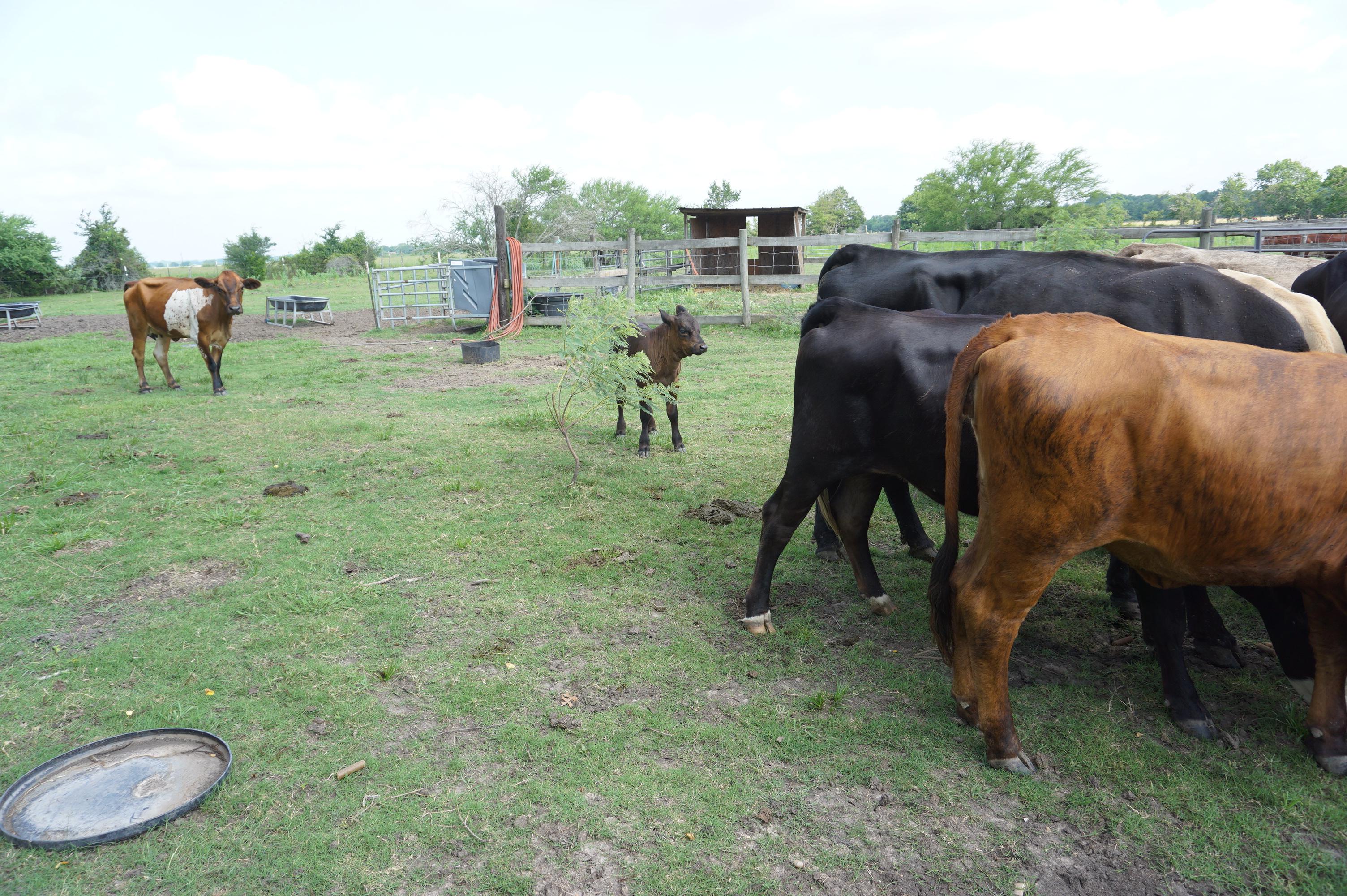 Cattle Herd, All One Money: Two (2) Bulls, Ten (10) Cows, Two (2) Calves. Cows are 3-5 years old