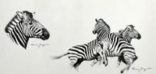 Thomas Jung (XX-XXI) Zebra Sketches, Charcoal on Paper, Signed Lower Right
