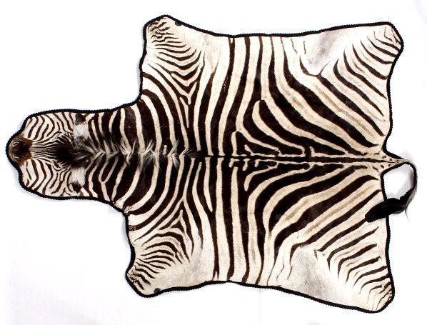 Taxidermy Zebra Hide Pelt Rug