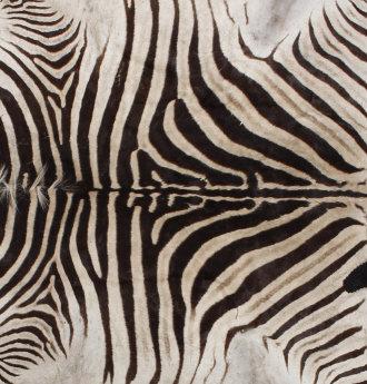 Taxidermy Zebra Hide Pelt Rug