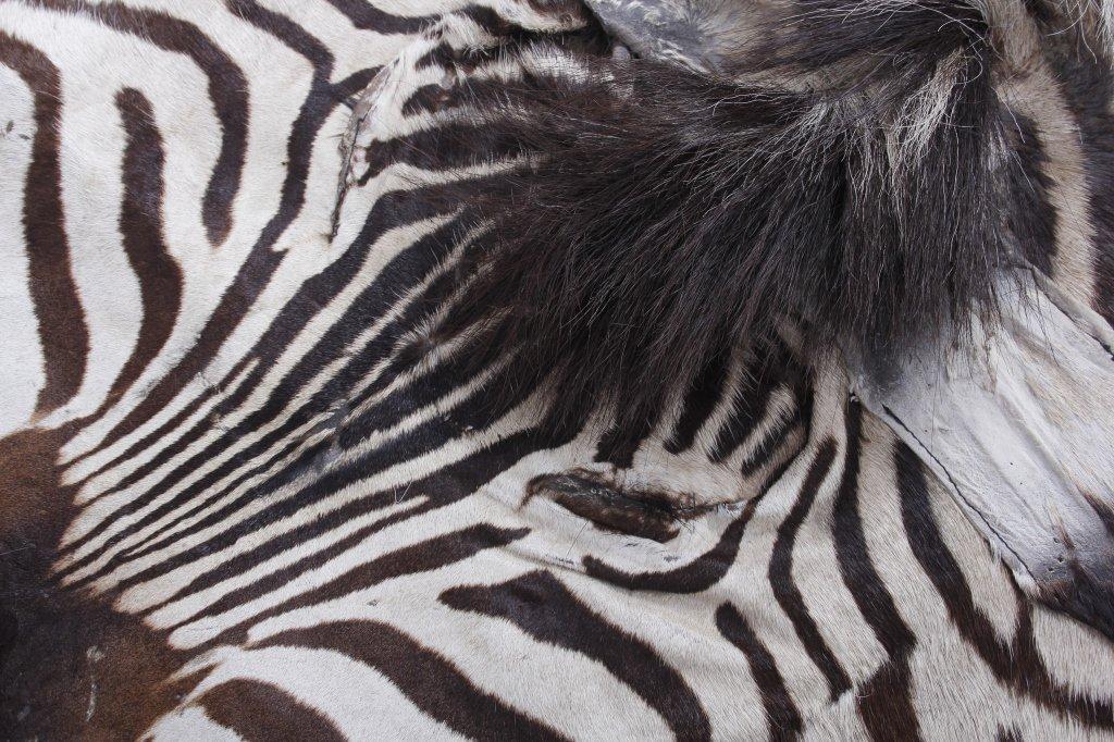 Taxidermy Zebra Hide Pelt Rug