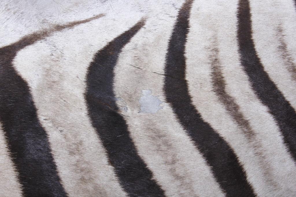 Taxidermy Zebra Hide Pelt Rug