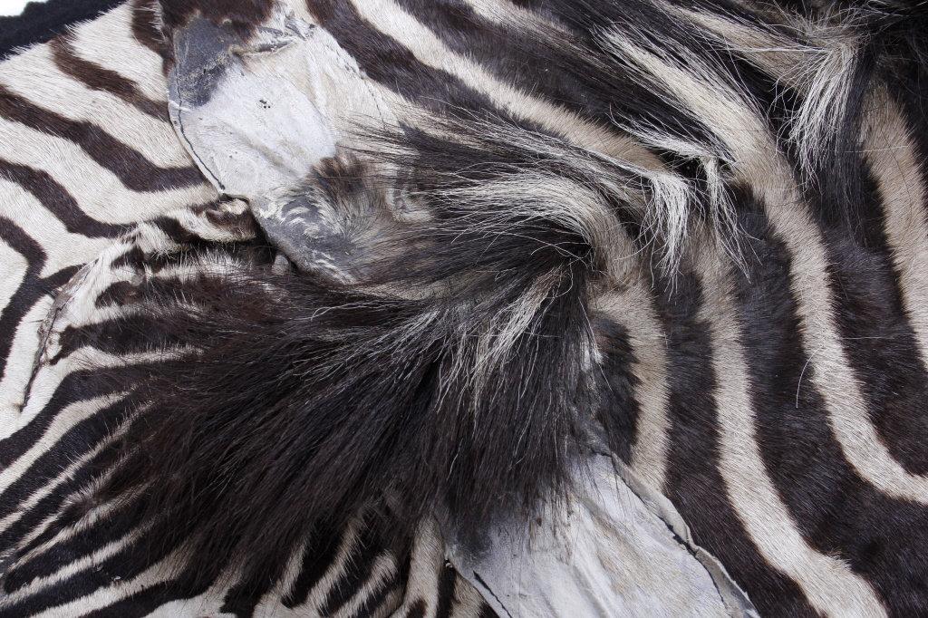 Taxidermy Zebra Hide Pelt Rug