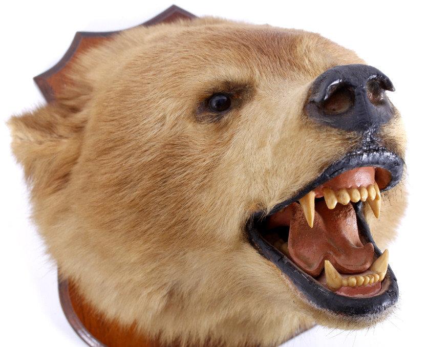 Montana Brown Bear Head Taxidermy Mount