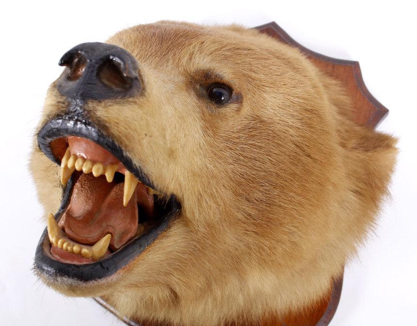 Montana Brown Bear Head Taxidermy Mount