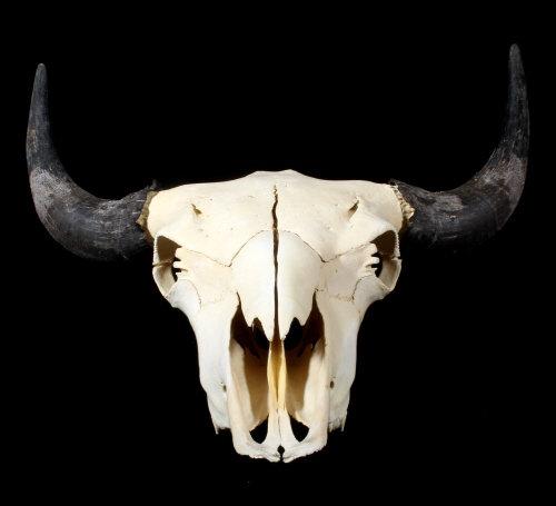 Great American Montana Trophy Buffalo Skull