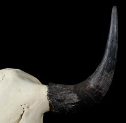 Great American Montana Trophy Buffalo Skull