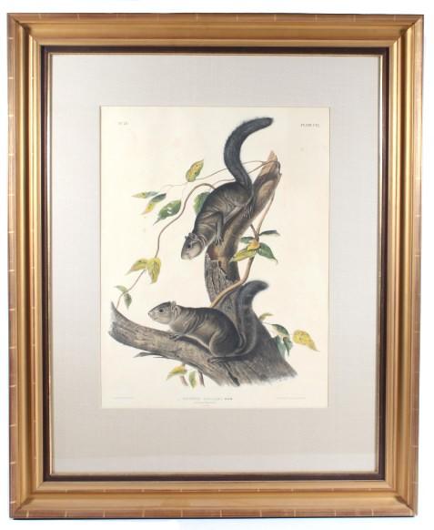 1847 John Audubon Large Squirrel Etching ORIGINAL