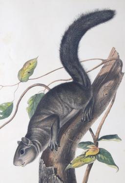 1847 John Audubon Large Squirrel Etching ORIGINAL